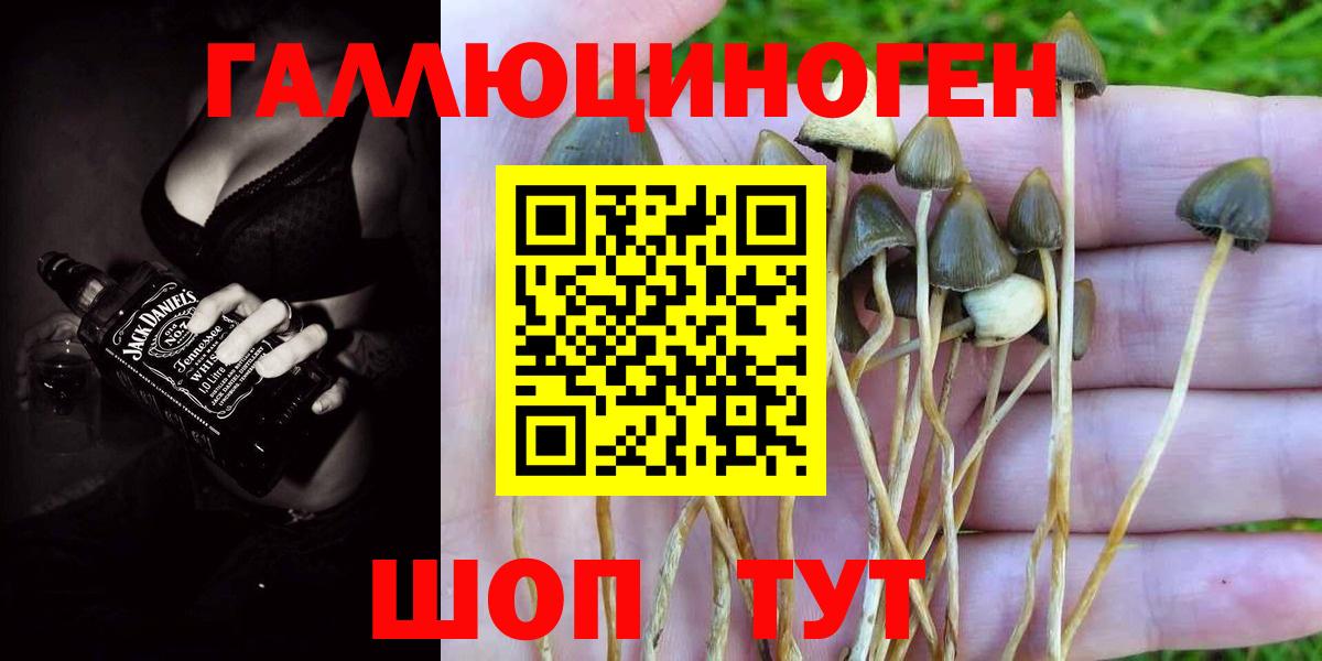 Галлюциногенные грибы Psilocybe Шелехов